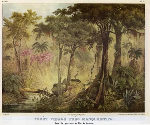 Forêt vierge près de Manqueritipa